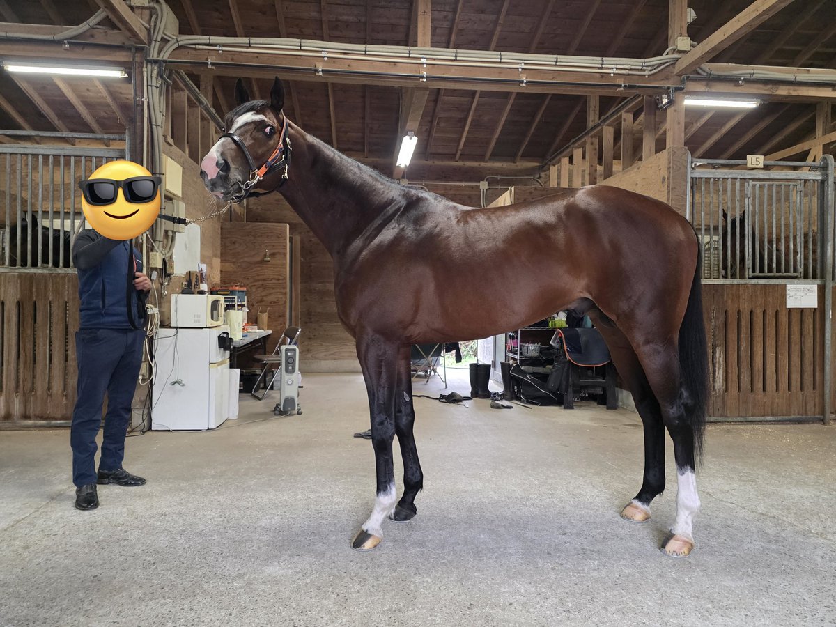 長友豊厩舎 tweet media