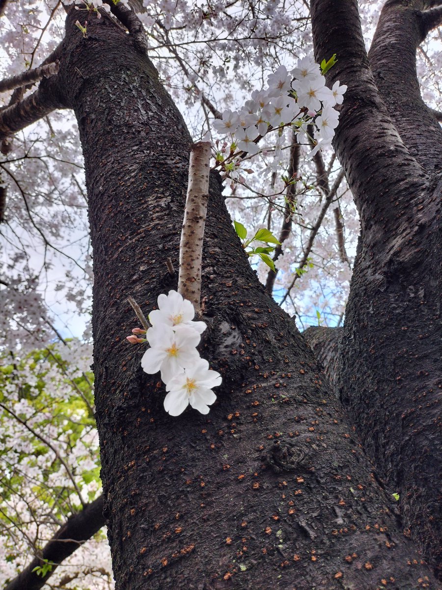 サラ・カイリイ tweet media