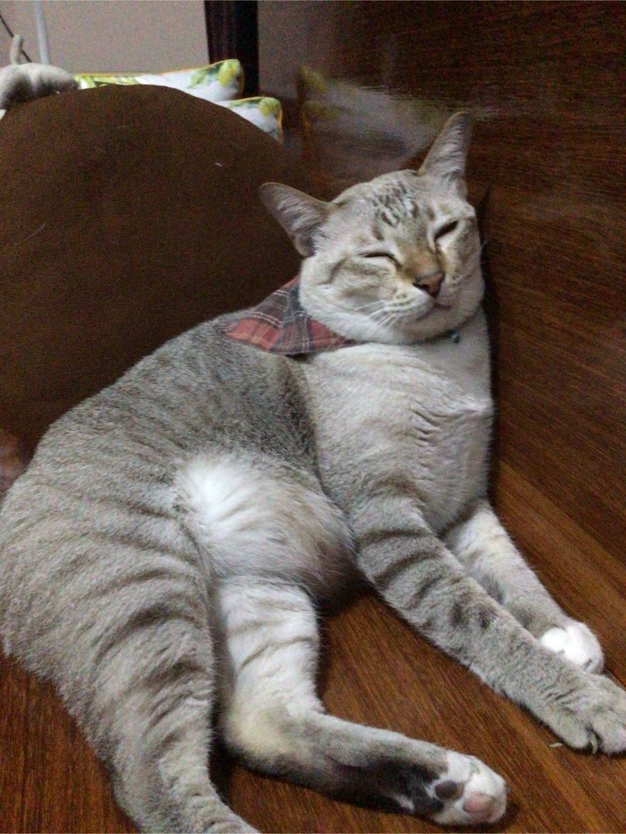 💚เหมียวบี💚มุวิน💚ป่าปี๊💚 tweet media