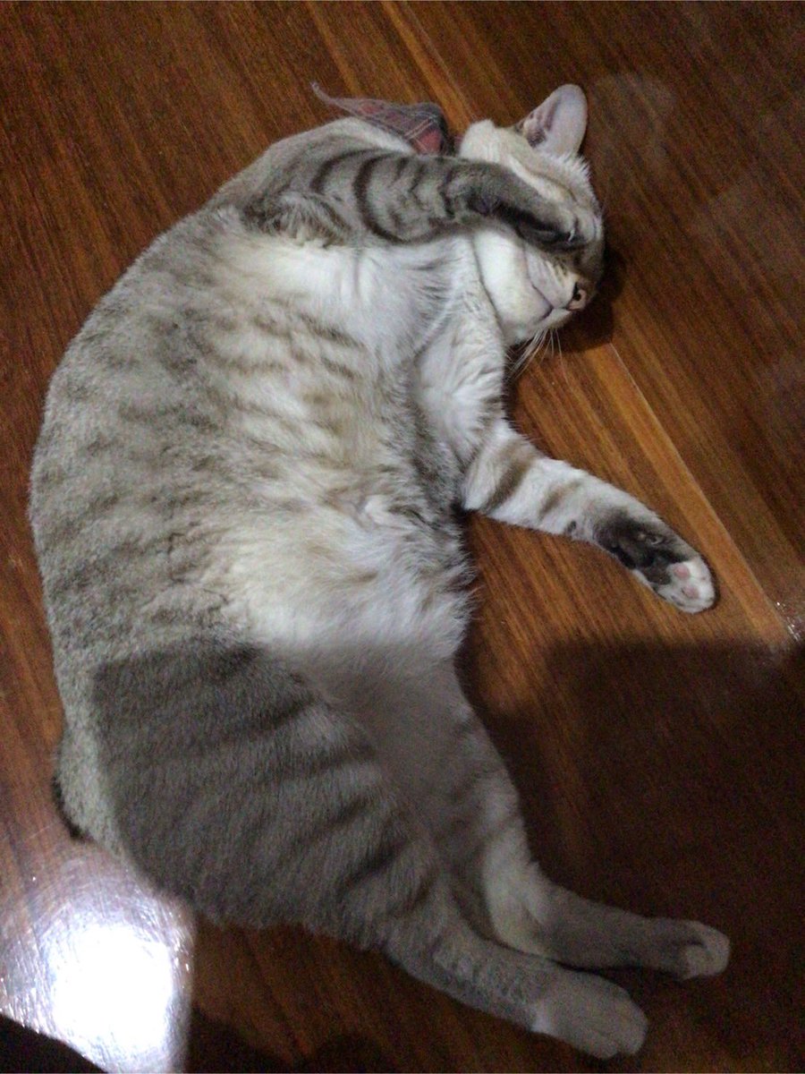 💚เหมียวบี💚มุวิน💚ป่าปี๊💚 tweet media