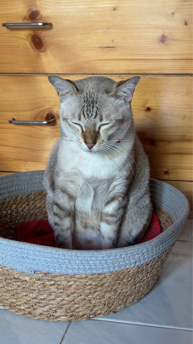 💚เหมียวบี💚มุวิน💚ป่าปี๊💚 tweet media