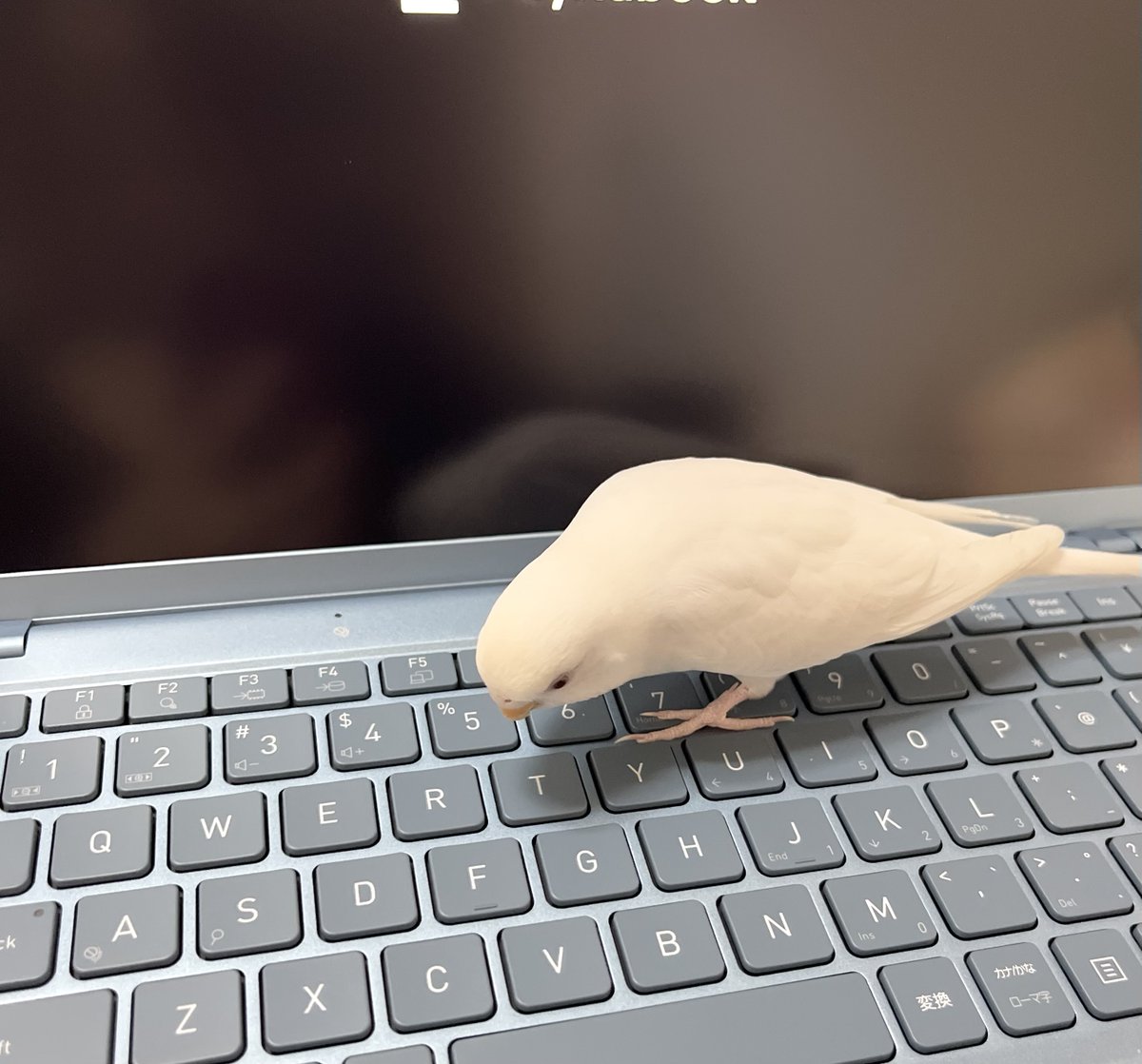 ににろく tweet media