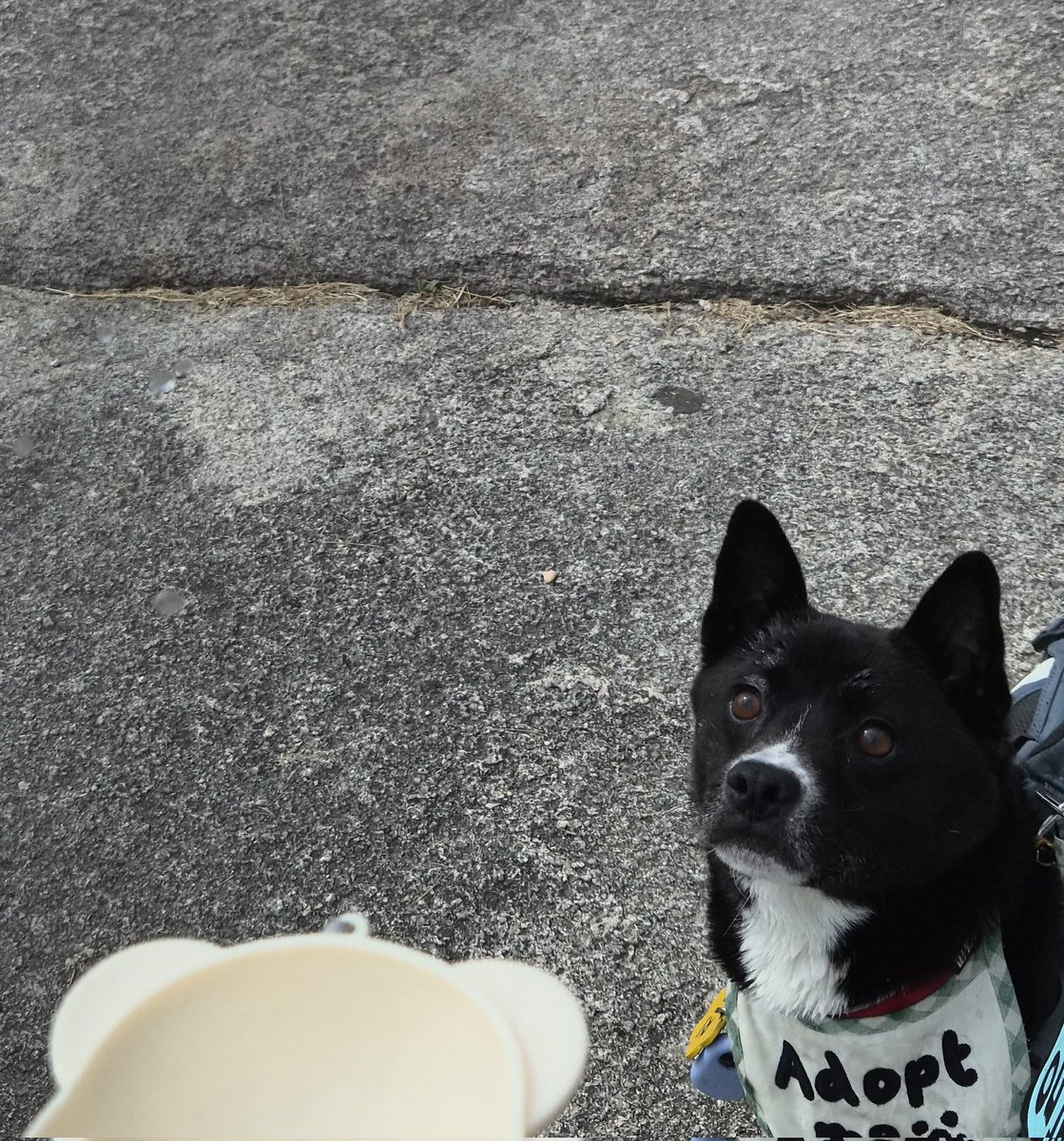 가족 찾고 있는 미쯔🐶 tweet media