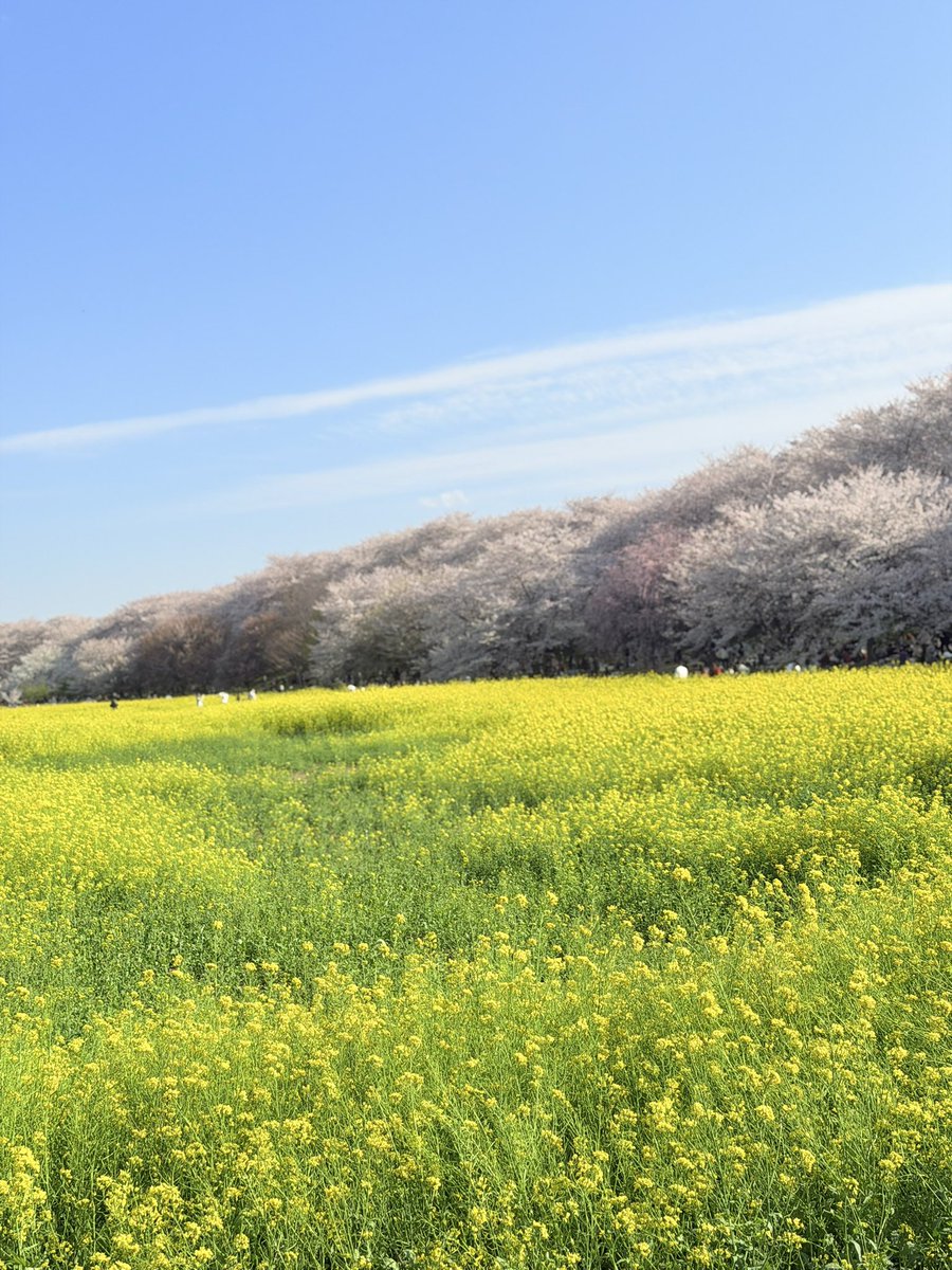 0817_kt's tweet photo. 桜と菜の花のコラボ

#権現堂 https://t.co/H1hqwTiZFe