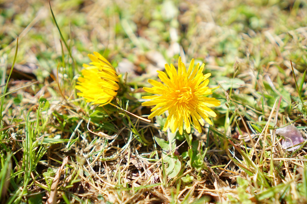 ジョージ参謀 tweet media