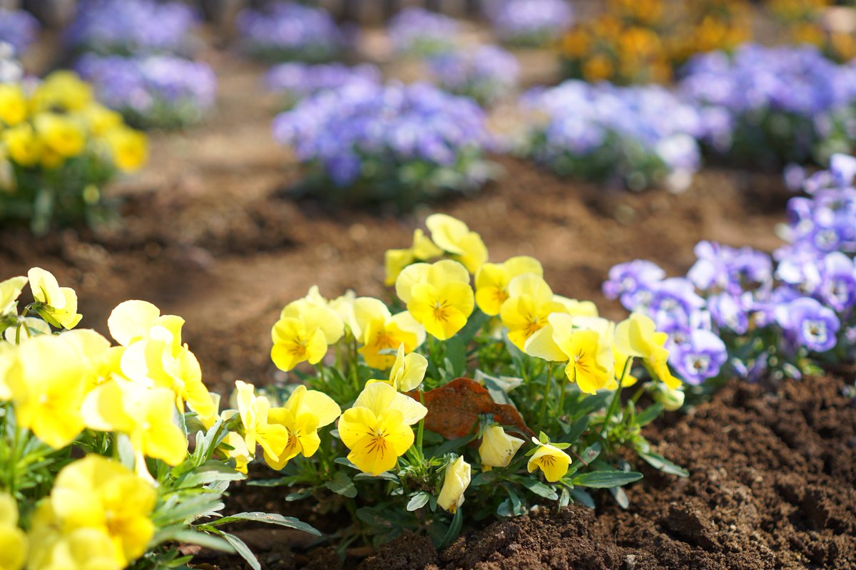 ジョージ参謀 tweet media