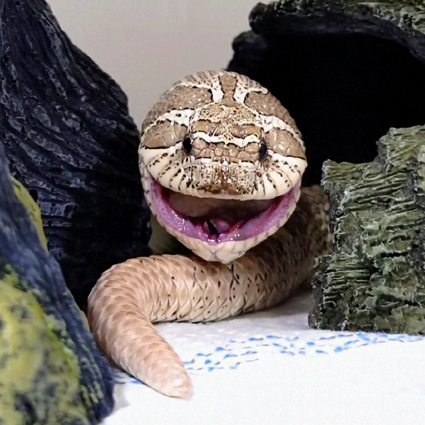 シータケ(*ﾟ↑ﾟ*) tweet media