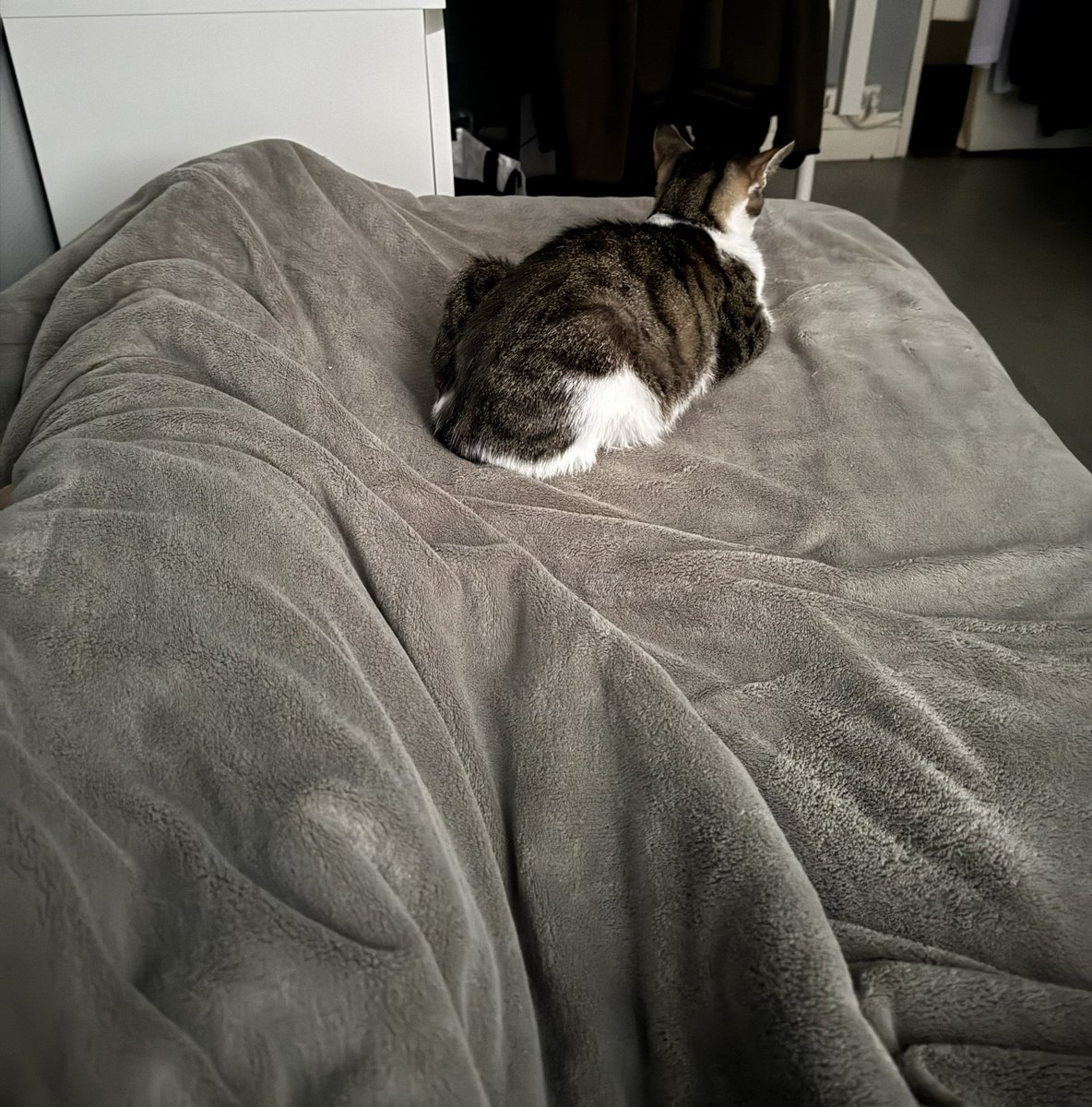 أنيس🇩🇿 tweet media