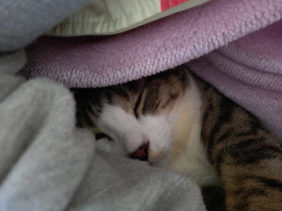 猫戸咲花(ねことえみか) tweet media