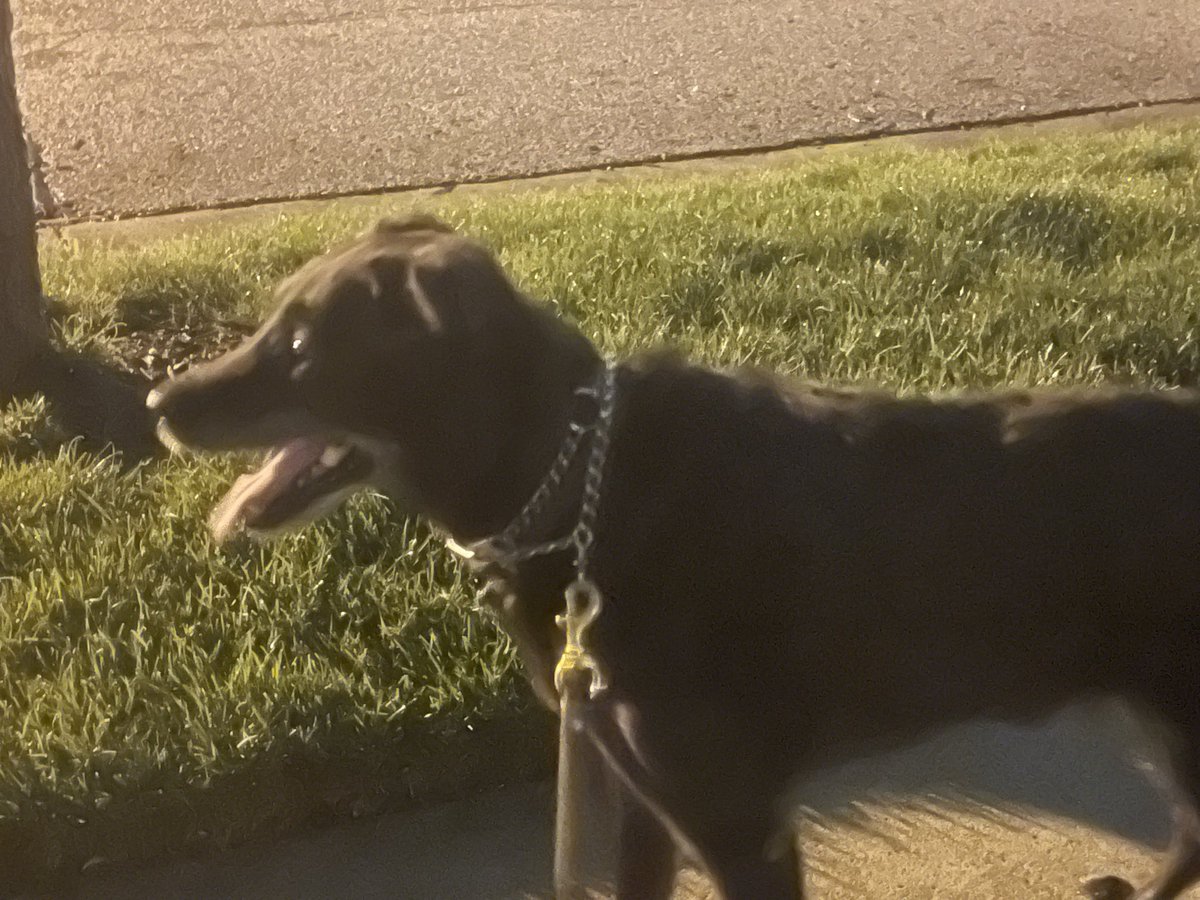 CoachBWolfinger's tweet photo. Good morning! 
Its 63deg high of 83deg Chance of Thunderstorms this evening Winds SSW at  20-30mph
@GroveCityOhio 
@CoachA8 
Shadow's says let's get it! 
Have a great Weekend! https://t.co/nihVd4W6g4