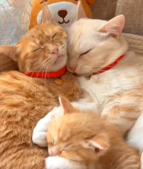 Eva Close tweet media