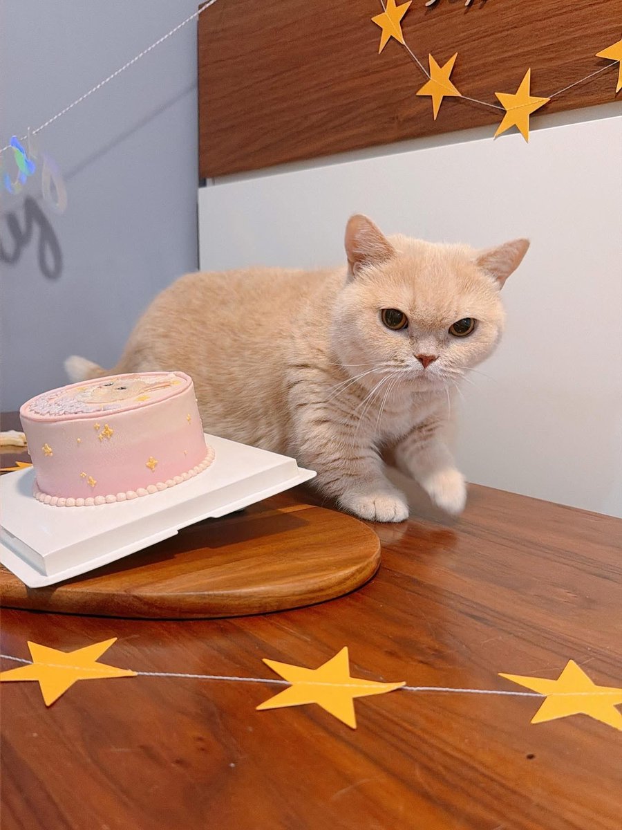 i_am_littlemilo's tweet photo. ฅ(՞⸝⸝ɞ̴̶̷ ‧̫ ʚ̴̶̷̷⸝⸝՞)ฅ 
☆*⋆⸜ ℍ𝚊𝚙𝚙𝚢 𝔹𝚒𝚛𝚝𝚑𝚍𝚊𝚢 𝕥𝚘 𝕄𝚒𝚕𝚘 ⸝⋆*☆
Ꭲʰᵃⁿᵏˢ ϋ @Toothless Cakery

#LittleMilo #littlemilo #munchkin #meow #birthdaycat

Instagram: https://t.co/g5pTnxOMak
Facebook: https://t.co/bz80vZc6nU
Threads: https://t.co/eSD2pp7m5x https://t.co/NneDXKD9qY