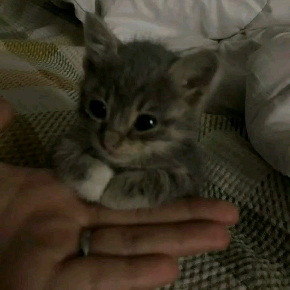 ⸺ 𝘉𝘜𝘓𝘓𝘚𝘌𝘠𝘌.ᐟ tweet media