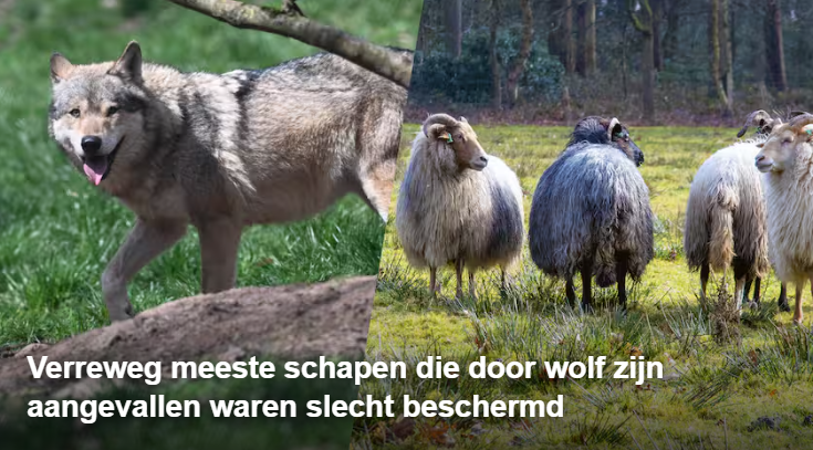 F1 Dutch 🇳🇱 🇺🇦 tweet media