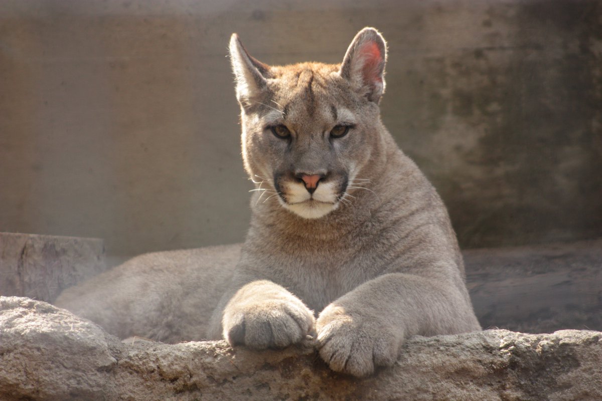 ©やっほーさん 𖤣𖥧𖥣｡𖥧 𖧧 𓃰 tweet media