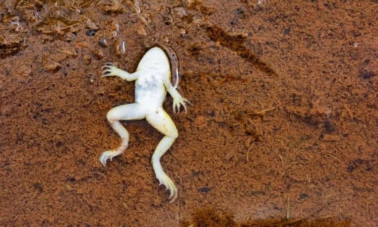 folkative tweet media