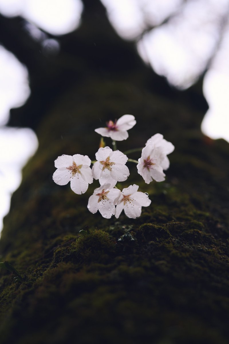 ToySoldier001's tweet photo. 仕事帰りの雨花見。
ピークは終わったかな？
一瞬雨風凄かったな。 https://t.co/x43EucLTZd