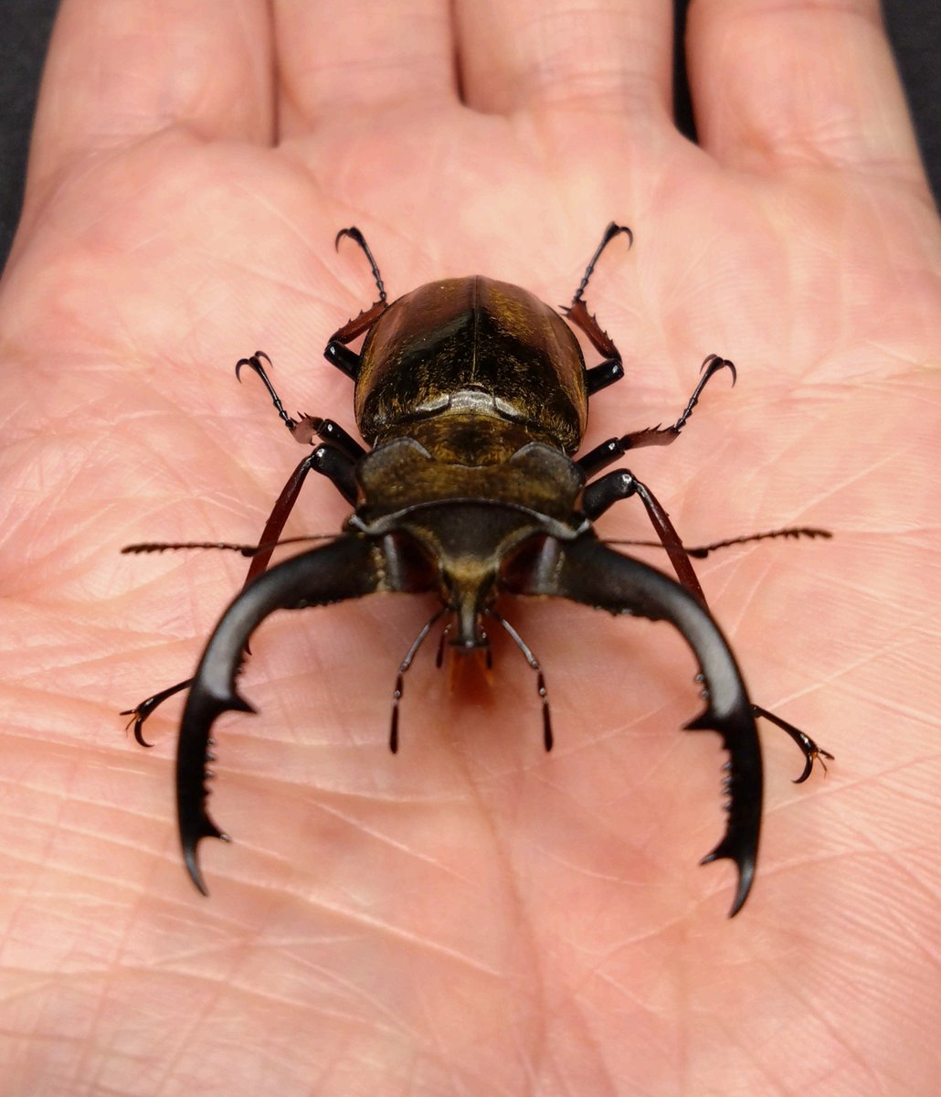 samayasu tweet media