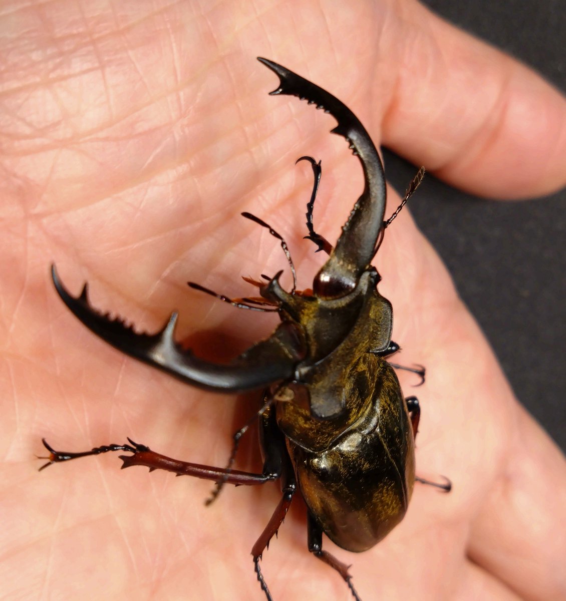 samayasu tweet media