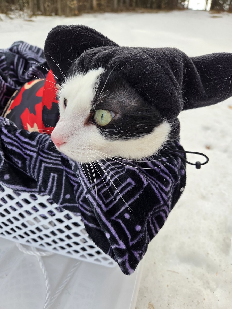 TheSprinklesCat's tweet image. What a difference the weather makes around here! This was my last day sledding for the season, 6 days ago on Sunday! Now, we have NO snow left on that hill or the lawn! It all melted! Hope mew have a purrfect #Caturday! #cowcat #CatsOfTwitterX #AdoptDontShop #StaySafeFurrends