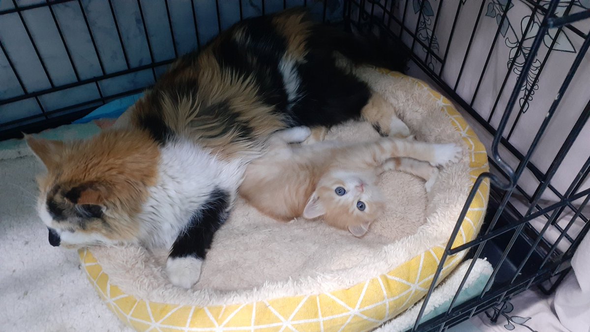 Сеня Лиса tweet media