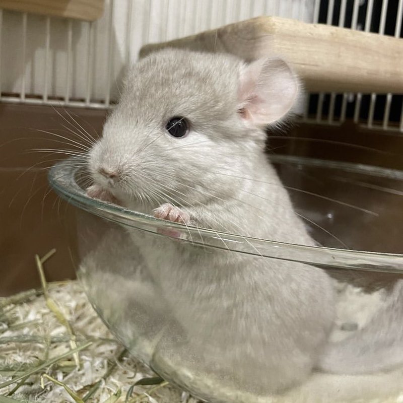 amozarashi.@dezichilla tweet media