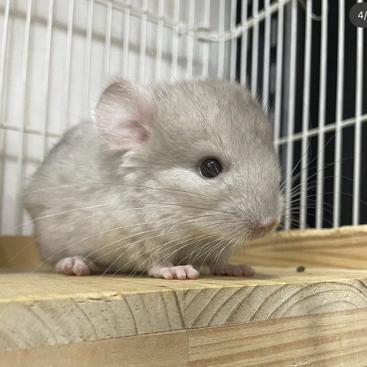 amozarashi.@dezichilla tweet media