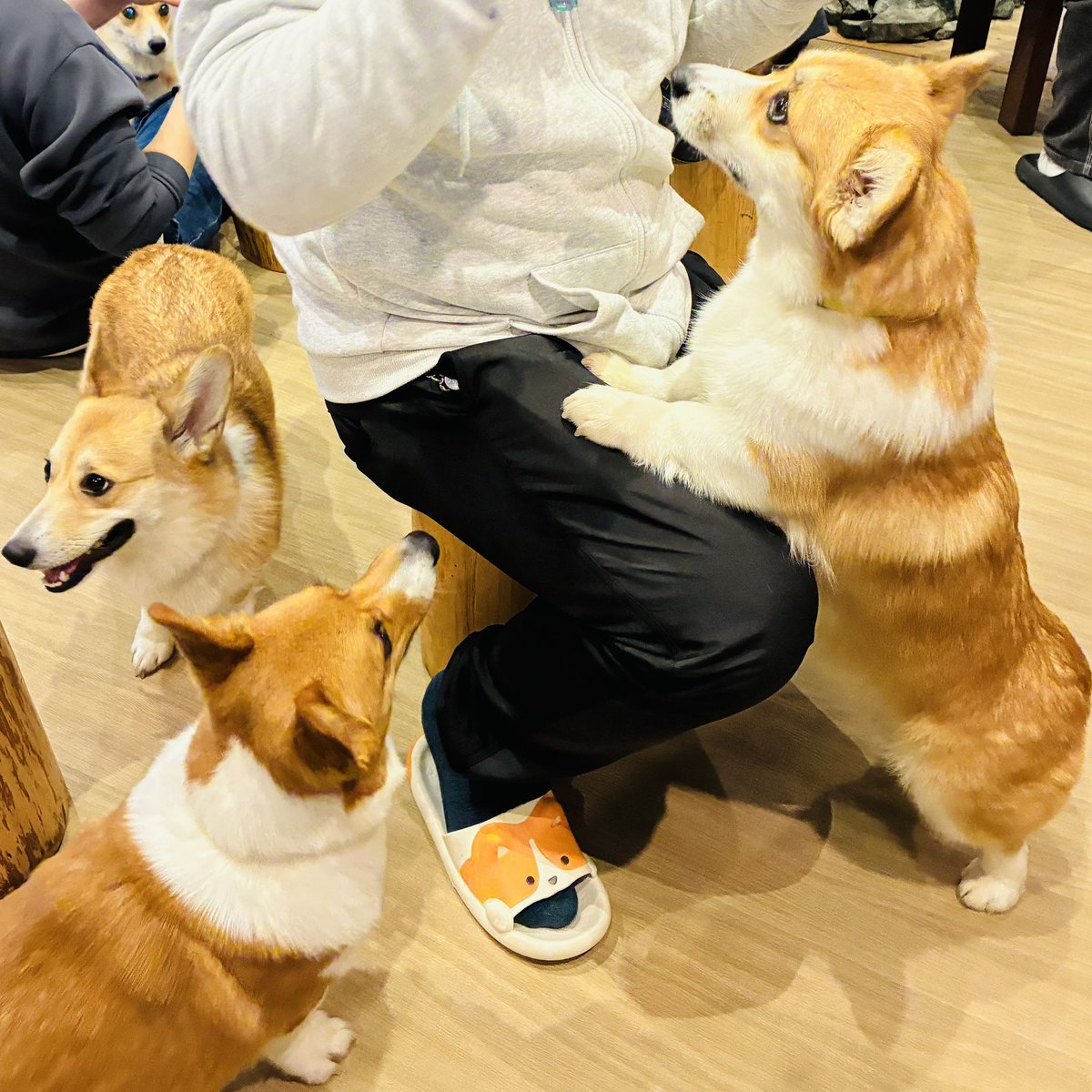 𝕋𝕙𝕖 𝔾𝕠𝕝𝕕𝕖𝕟🎪5/5クリマM1106💫 tweet media