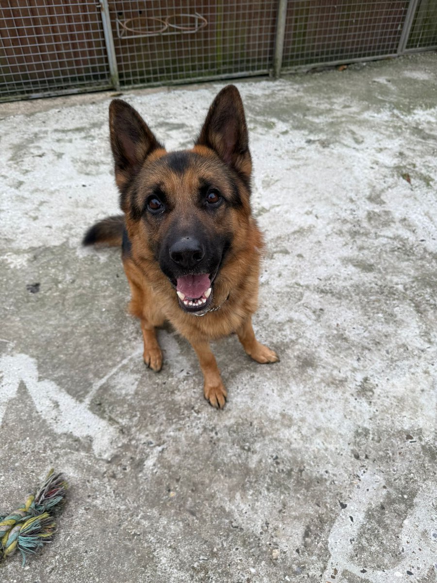 German Shepherd Rescue Elite ( GSRE ) tweet media