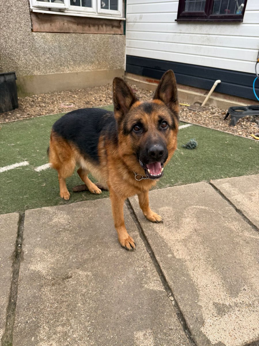 German Shepherd Rescue Elite ( GSRE ) tweet media