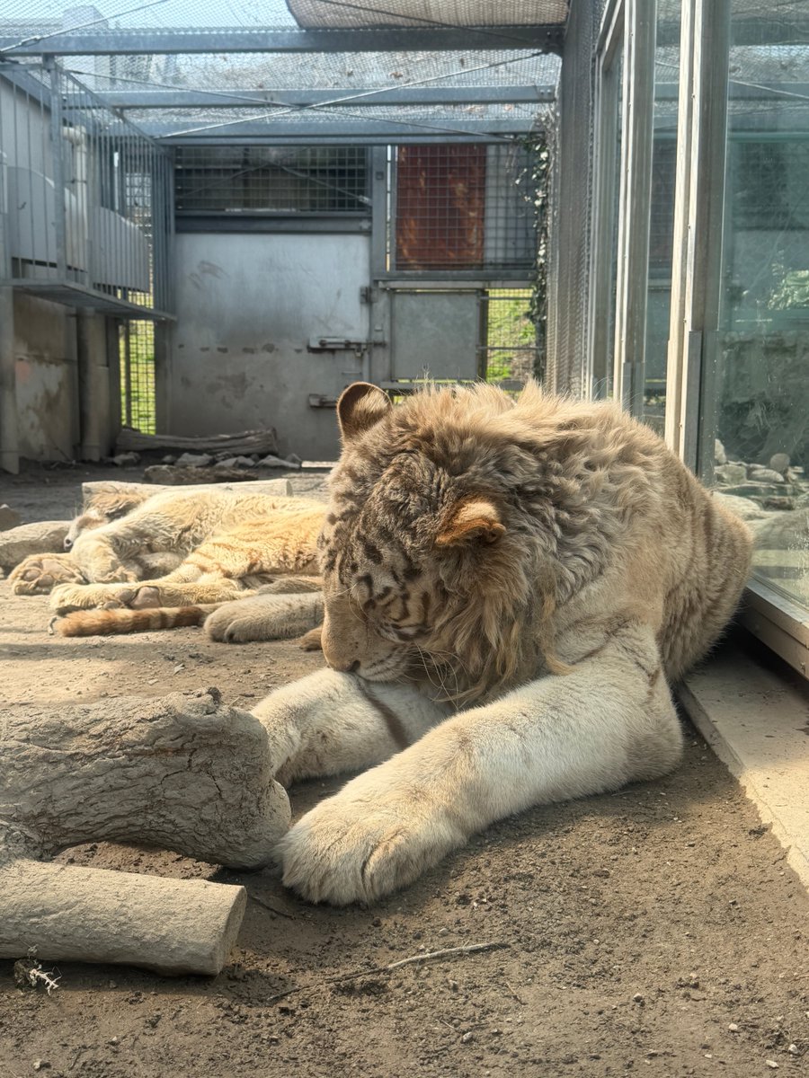 伊豆アニマルキングダムのホワイトタイガー
双子のおじいちゃん☺️

東武動物公園のコタハクのおじいちゃんに当たるって
はじまして、よろしくお願いします😆

#ハクア
#ハクウン
#ホワイトライオン
#伊豆アニマルキングダム

2026.3.22撮影