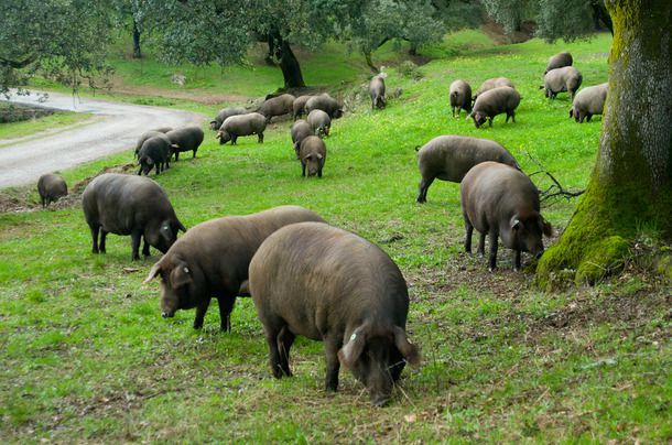 Sama Hoole tweet media