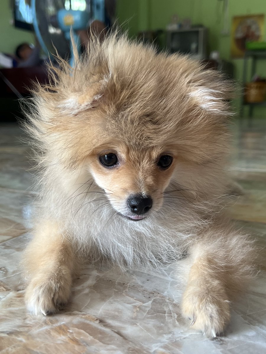 𝐅𝐈𝐑𝐒𝐓 𝐌𝐮𝐧𝐜𝐡𝐤𝐢𝐧. ₍ᐢ..ᐢ₎ tweet media