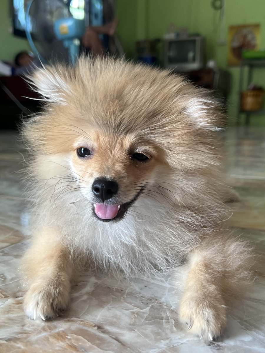 𝐅𝐈𝐑𝐒𝐓 𝐌𝐮𝐧𝐜𝐡𝐤𝐢𝐧. ₍ᐢ..ᐢ₎ tweet media