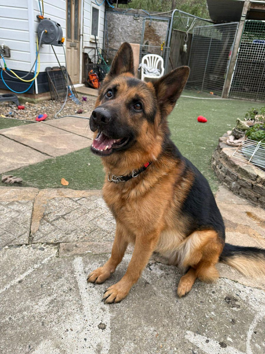 German Shepherd Rescue Elite ( GSRE ) tweet media