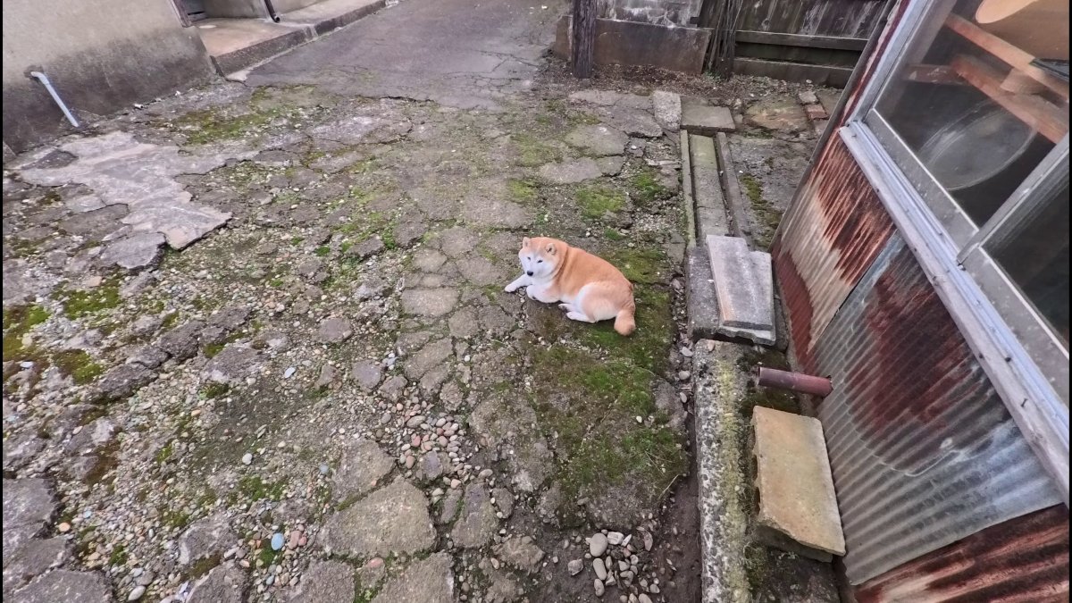 GMJpaCSCbuIDYDw's tweet image. 裏口開けておいたのに一緒に入ろう♪と待っててくれるモテる女子モモさん
#dog #shiba #犬 #柴犬 #丸柴 #犬のいる生活 #柴犬がいる暮らし
くわしくはコチラから！
youtu.be/dE2jYUR8RhM
@YouTube