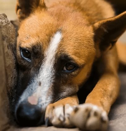 UpdateCharts tweet media