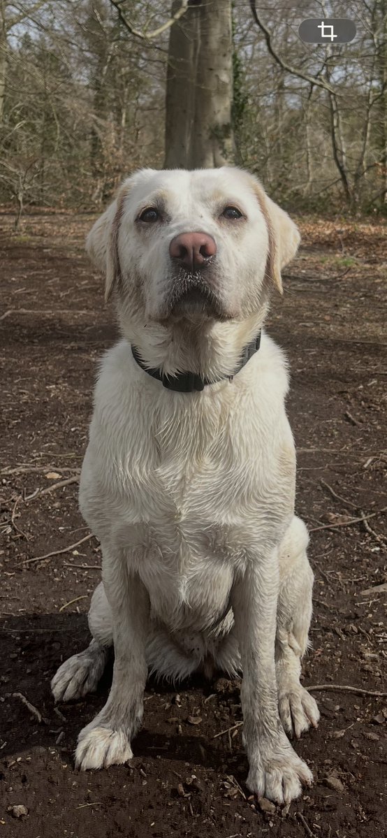 Peter Lockhart tweet media