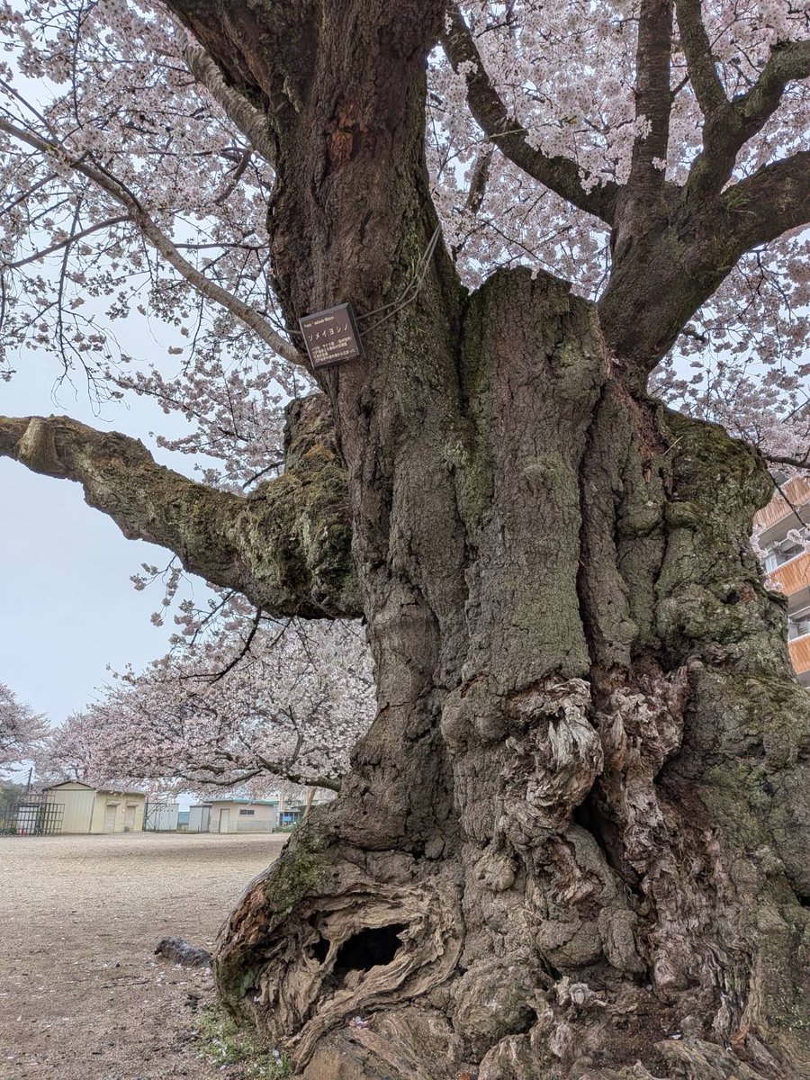 今日の18時40分頃から10分間、土浦新港にて「HEART花火🎇2026」(故・三浦春馬さんの誕生日前に行われるメモリアル花火)が開催されました。
三浦春馬さんは、私の出身校(小、中学校)の後輩。
小学校の校庭に咲いている樹齢100年の桜🌸の木と共に心より哀悼の意を込めて...

#三浦春馬
#HEART花火2026