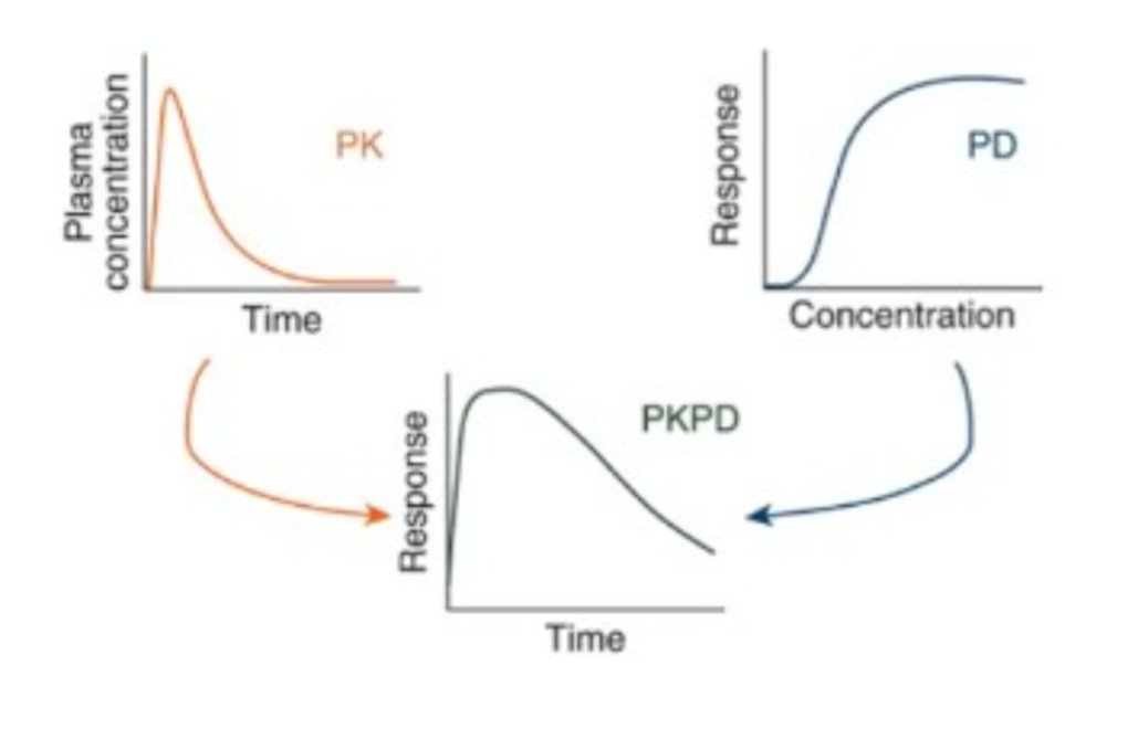 KyleLacio's tweet photo. PK/PD (Pharmacokinetics/Pharmacodynamics) modeling integrates how the body processes a drug (PK: absorption, distribution, metabolism, excretion) with the drug’s biological effect on the body (PD: efficacy, toxicity). https://t.co/AS0bJuod7Z