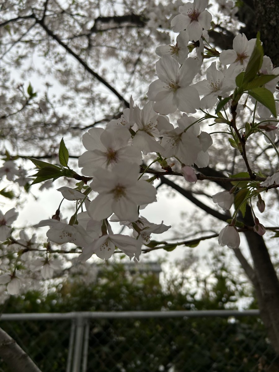 rewbleu's tweet photo. 近くの公園の桜
桜好きだなあ😊 https://t.co/jXJlujImTZ