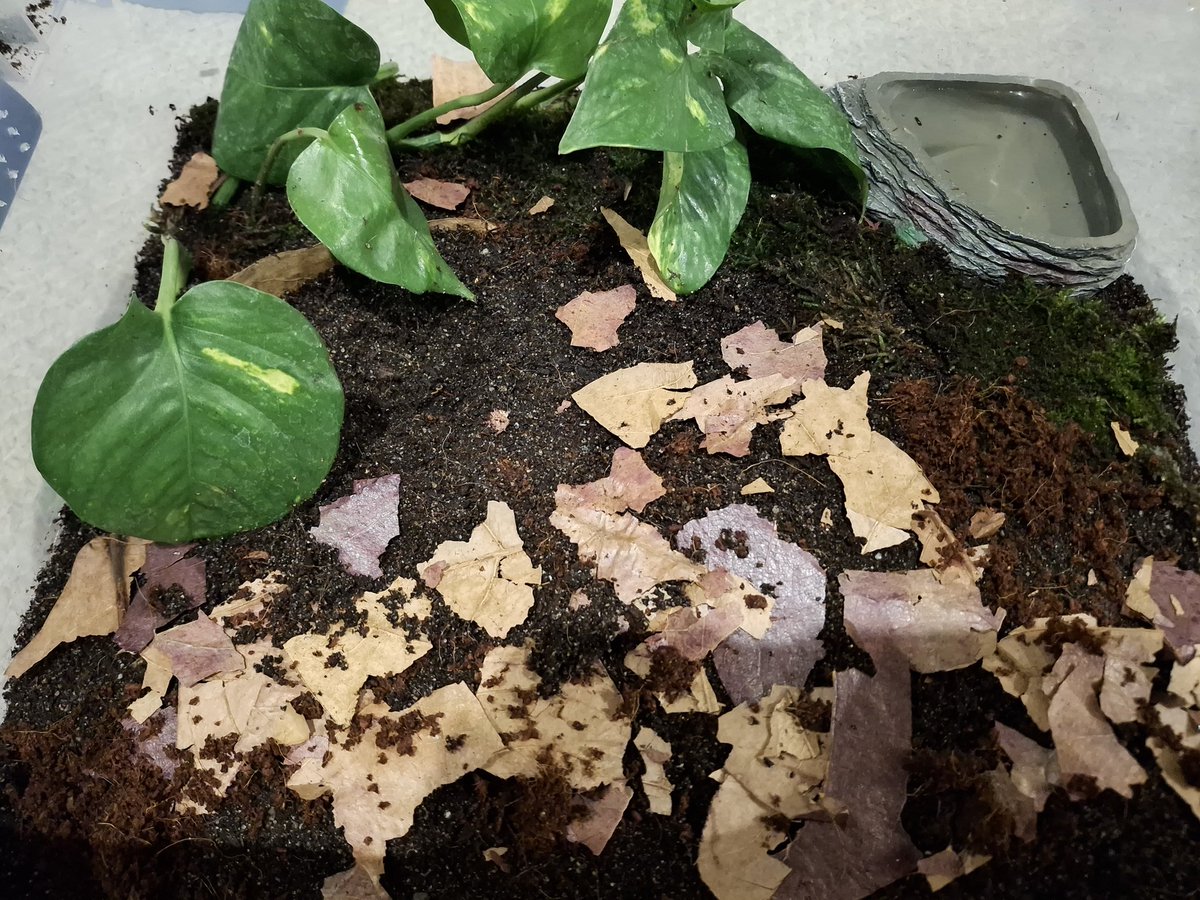 [Sp]MBlueS tweet media