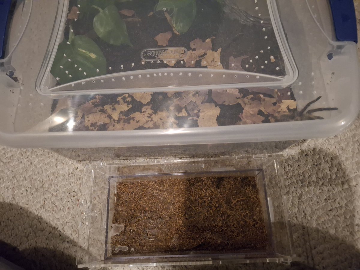 [Sp]MBlueS tweet media