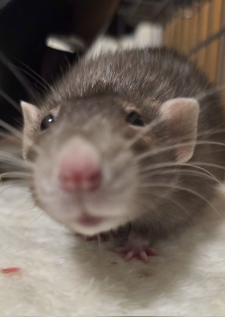 ねむい tweet media