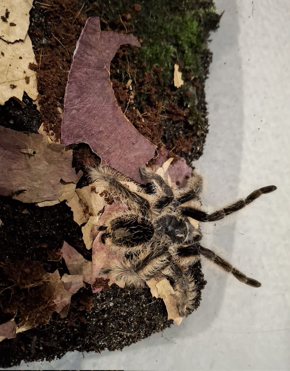 [Sp]MBlueS tweet media