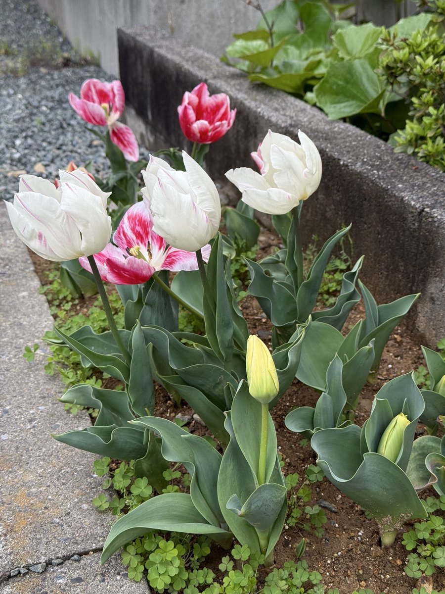 育ってる
チューリップが開いた🌷