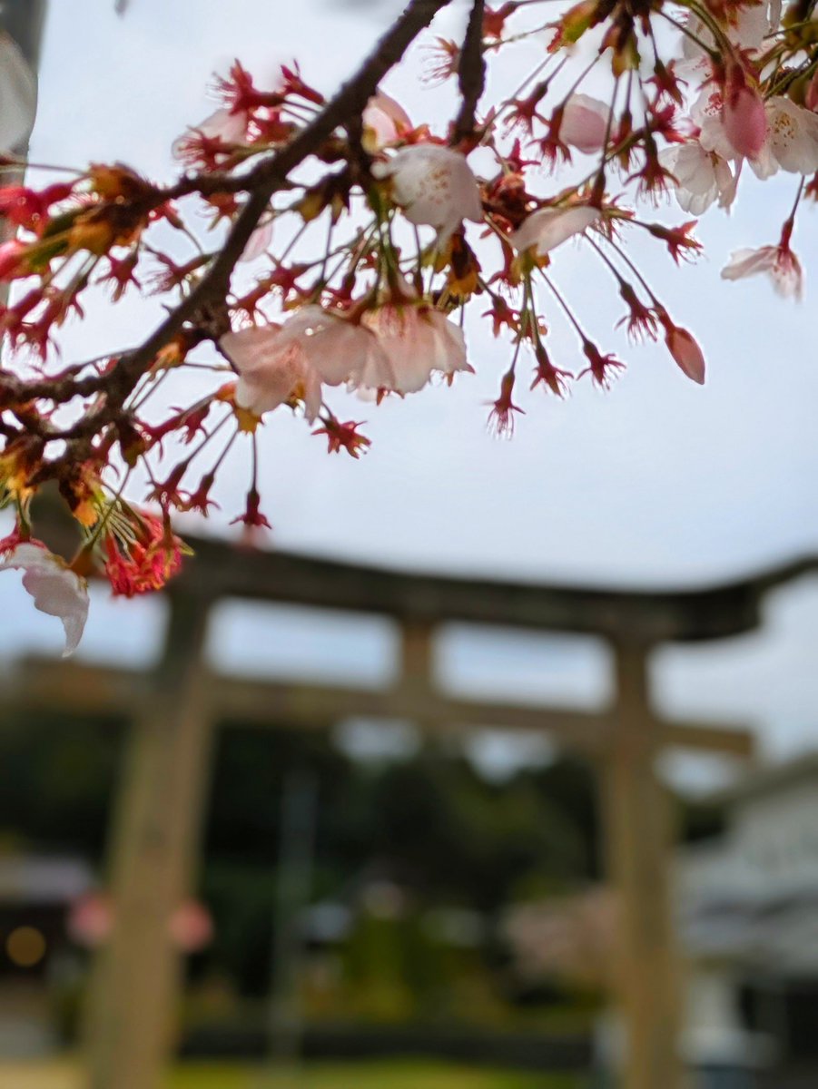 straystar📸4/5徳佐桜まつり tweet media