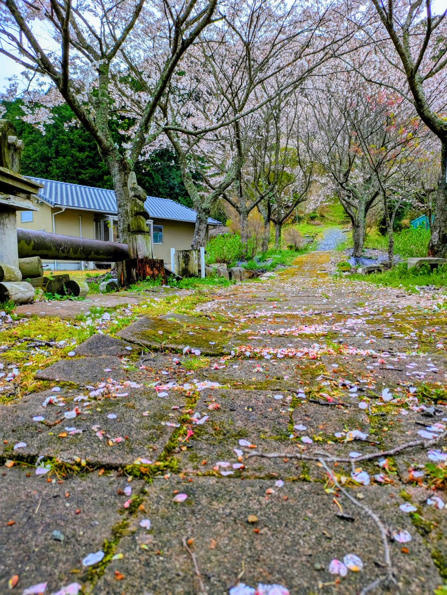 straystar📸4/5徳佐桜まつり tweet media