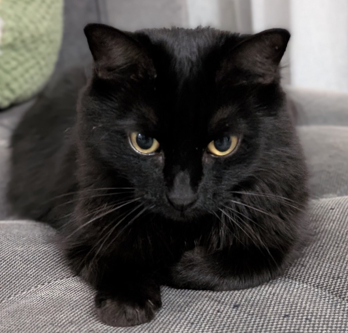 黒猫のベアモアと飼い主🇦🇺 tweet media