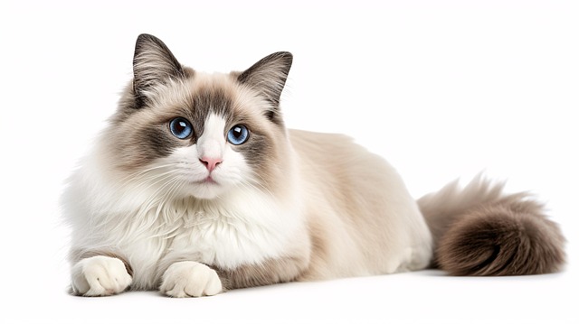 Francisco Moya tweet media